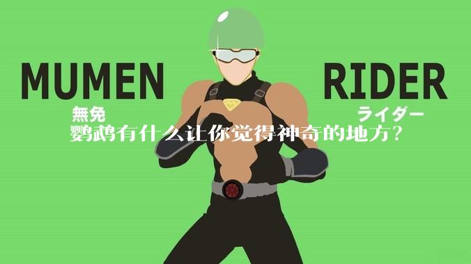 鹦鹉有什么让你觉得神奇的地方？